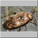 Lygus rugulipennis - Weichwanze 03b.jpg